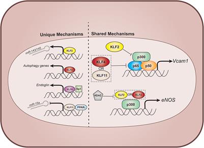 Krüppel-Like Factors in Vascular Inflammation: Mechanistic Insights and Therapeutic Potential